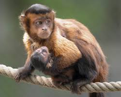 capuchin monkey