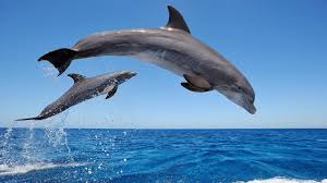 dolphin behavior