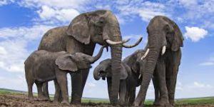 elephant behavior