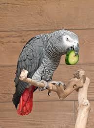red tailed parrot behavior